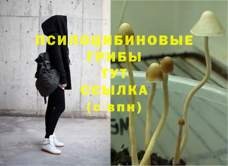 Псилоцибиновые грибы Psilocybe  купить наркоту  hydra tor  Барабинск 